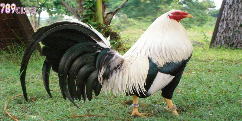 Giống gà Mỹ có lông dài